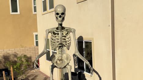 large skeleton isolated in a backyard setup for halloween looking creepy