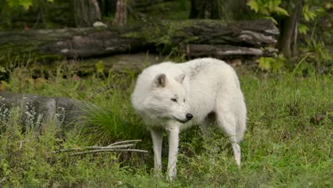 lobo ártico levanta la cabeza alertado por algo