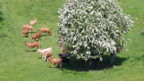 Pale-brown-limousin-mix-cattle-grazing-in-the-sunshine-and-taking-shade-from-the-english-summer-heat-in-a-valley