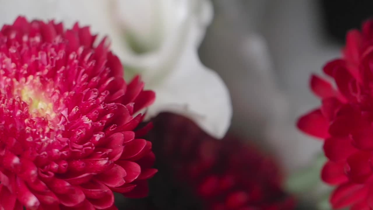 Primo piano di un fiore di astro rosso