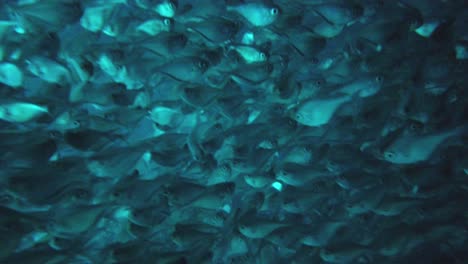 Amazing-footage-of-blue-room-cave,-Curacao-while-snorkeling