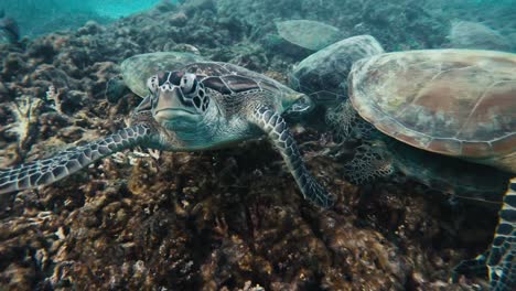 experimenta la fascinante vista de majestuosas tortugas que se deleitan con gracia en los vibrantes corales dentro de las profundidades del océano.