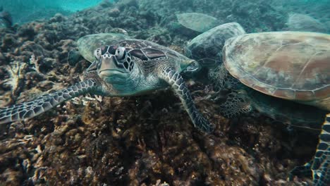 experience the fascinating sight of majestic turtles gracefully feasting on vibrant corals within the ocean depths