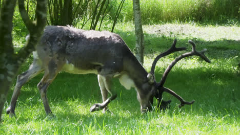 Norwegische-Schlittenrentiere-Grasen-Im-Sommer-Auf-Gras-Und-Bäumen