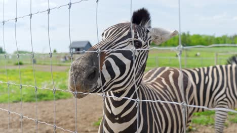 chapman's zebra eating a carrot from a hand, close-up shot through a fence