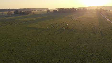 Aerial-view-of-a-herd-of-cows-in-the-middle-of-a-green-field,-in-the-Bavarian-Alps,-during-sunrise