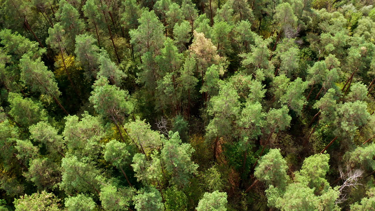 Green trees background. Beautiful summer forest. Flying over the tall pine trees in woodland. Fresh landscape. Top aerial view.