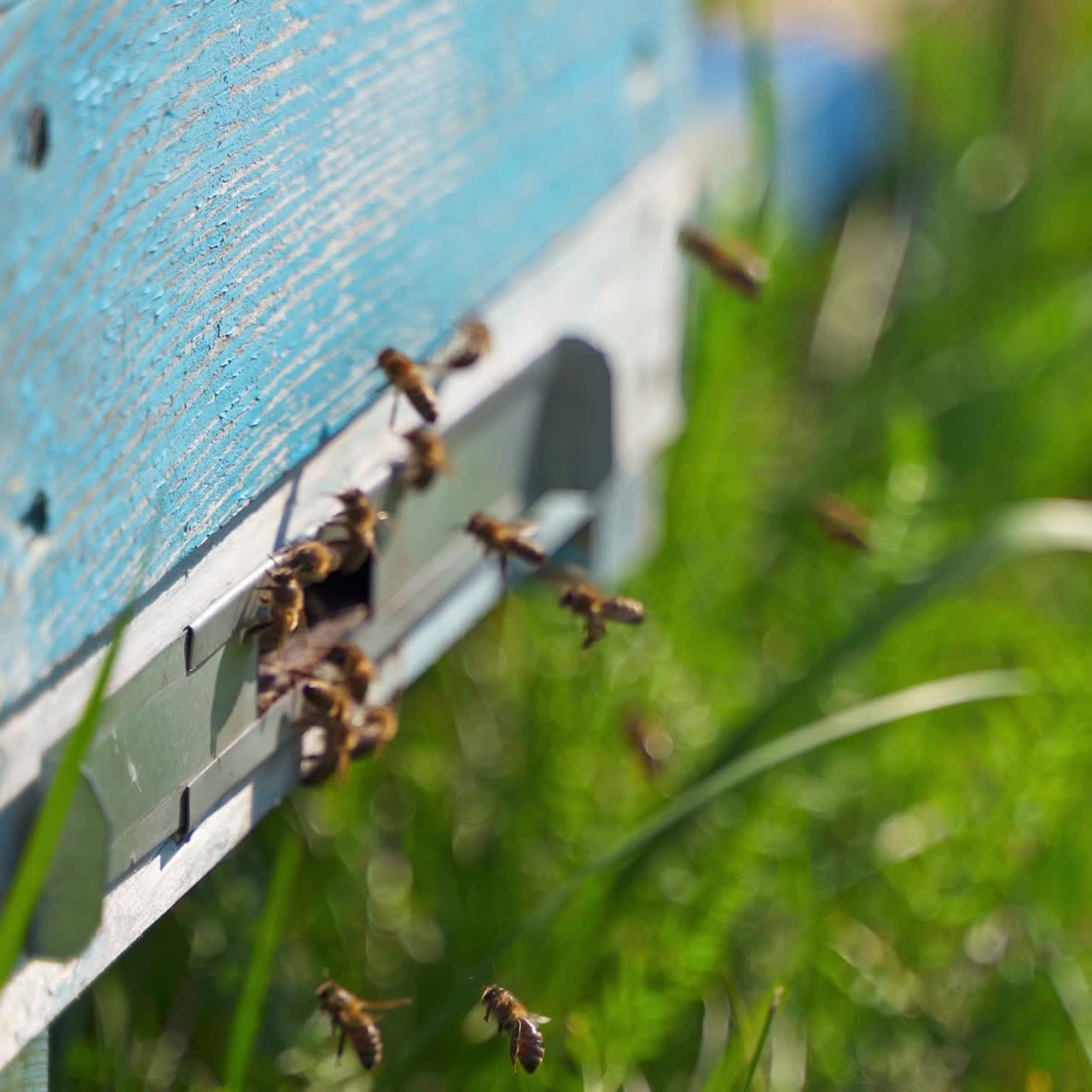 Bees at the beehive hole. Insects flying into the bee house. Wooden hive on green grass in summer. Bees make pure organic product. Close-up.
