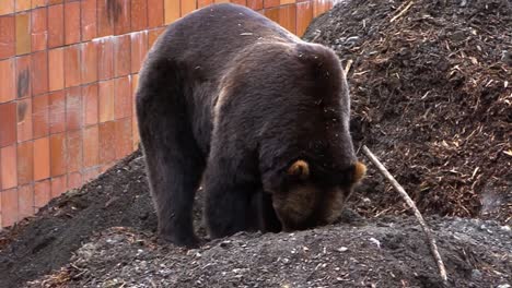 oso negro cavando el suelo en busca de comida junto a una pared