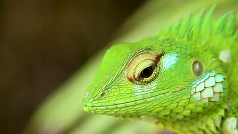 Jardín-Verde-Lagarto-Cerrar-Calotes-Calotes-Biodiversidad-Del-Sur-De-Asia