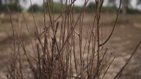 cinematic slow motion footage of a bush moving in the wind in the rural part of goa india, slomo