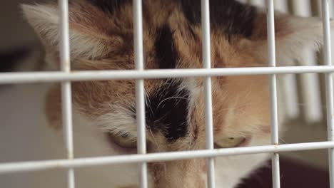 Calico-tortoiseshell-cat-in-a-cage-observing-surroundings-close-up