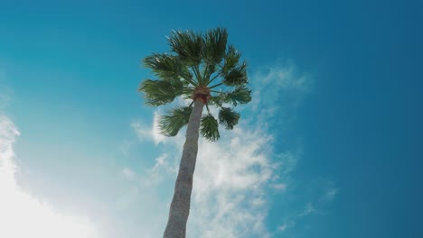 footage looking up to the fronds of a palm tree, with the clouds passing by