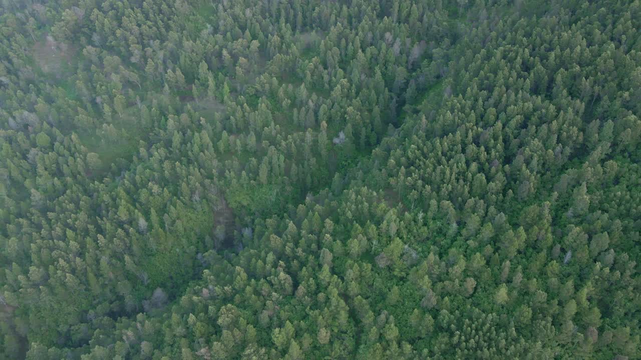 숲을 내려다보는 움직이는 클립