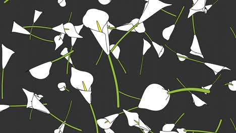 white calla lily flowers on gray background.