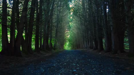 Eine-Schöne-Schotter--Und-Schotterstraße-Durch-Einen-Kiefernwald-Mit-Goldenem-Licht-Im-Sommer