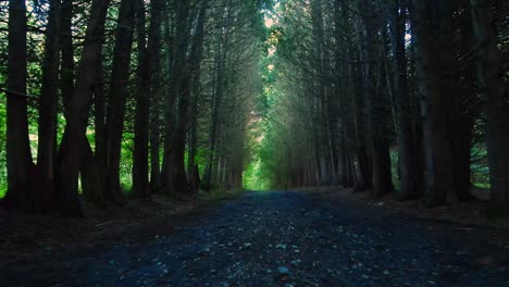 a beautiful dirt and gravel road through a pine forest with golden light during summer