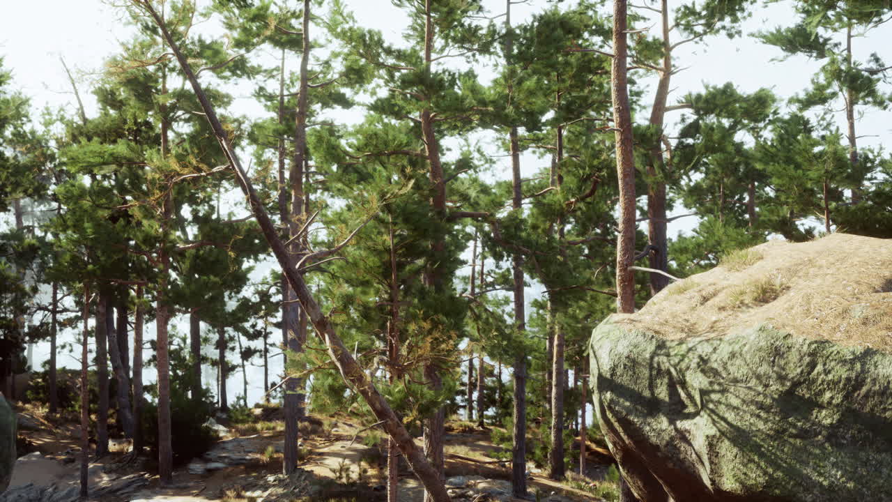 앞면 에 큰 바위 가 있는 아름다운 소나무 숲
