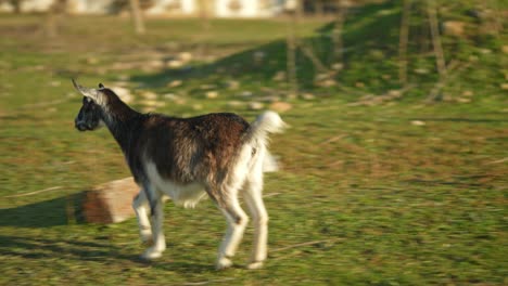 goats in a field