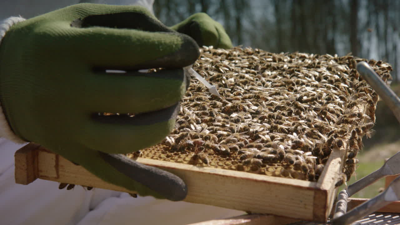 apicultura - apicultor marca la abeja reina en un marco de colmena, cámara lenta