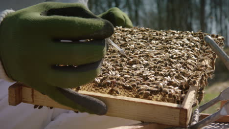 BEEKEEPING - Beekeeper marks the queen bee in a beehive frame, slow motion