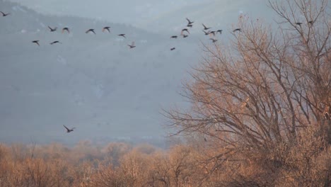 slow motion footage of birds in flight