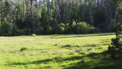 aerial backward over green meadow of sequoia national forest, california