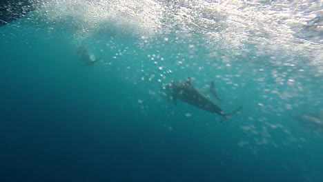 a small group of dolphins swim near a speedboat, underwater shot