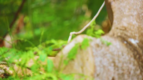 A-beautiful-blue-winged-Chuchubi-bird-perched-on-a-tree-then-flew-away---Close-up