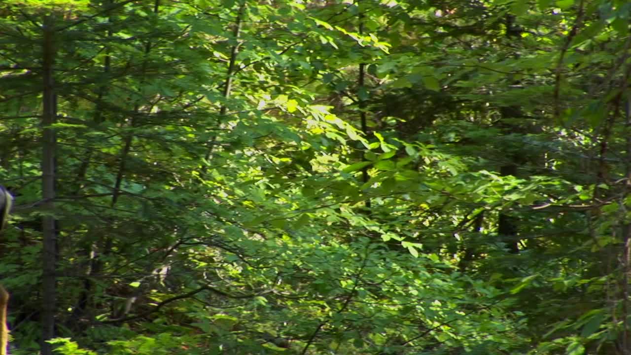 un ciervo se encuentra en un bosque del lago tahoe ubicado en las montañas de sierra nevada