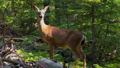 A-deer-stands-in-a-Lake-Tahoe-forest-located-in-the-Sierra-Nevada-mountains