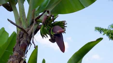 banana tree with flower and stalk of young green bananas against blue sky