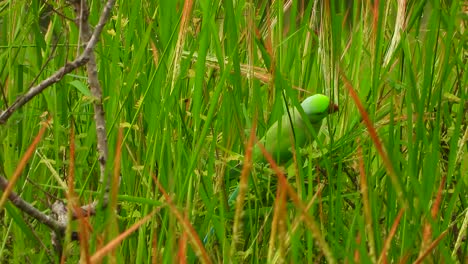 parrot-in-red-rice-grass-..