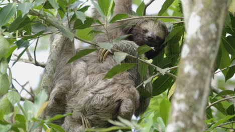 adorable mother and baby three toed sloths caressing each other while building strong bond