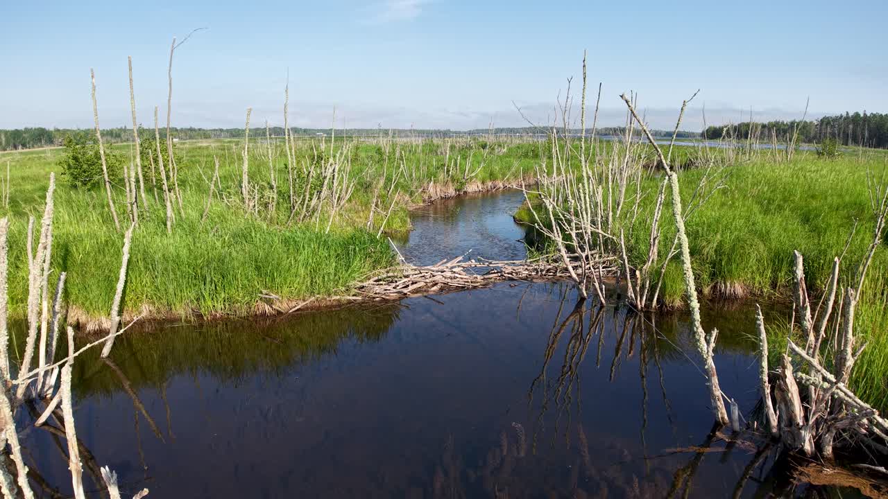 Aerial drone view of a wetland pond surrounded by green grasses and dead tree trunks in Michigan’s Upper Peninsula