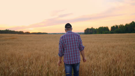 senior adult farmer walks in a field of wheat in a cap at sunset passing his hand over the golden-colored ears at sunset. agriculture of grain plants.