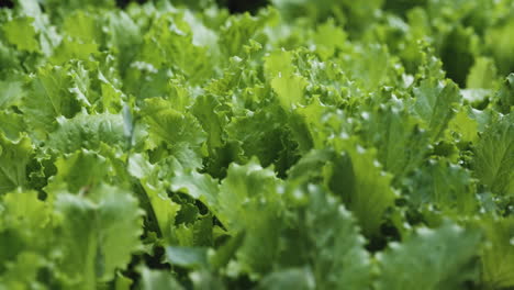 close-up shot of a young, fresh lettuce growing in a natural, organic garden