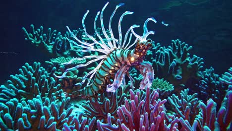 dragonfish in coral reef