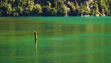 bottlenose dolphins surfacing in the waters of milford sound in new zealand