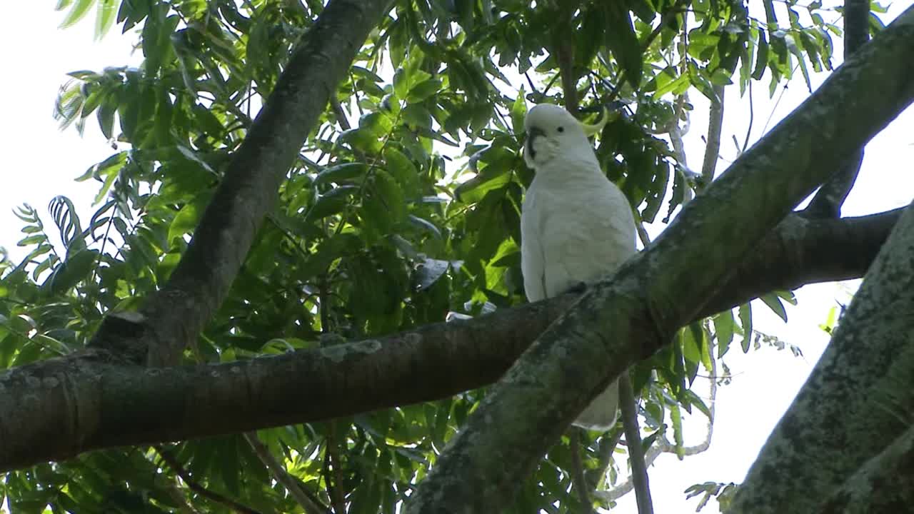 cacatúa de cresta de azufre en el jardín botánico real, sydney, australia