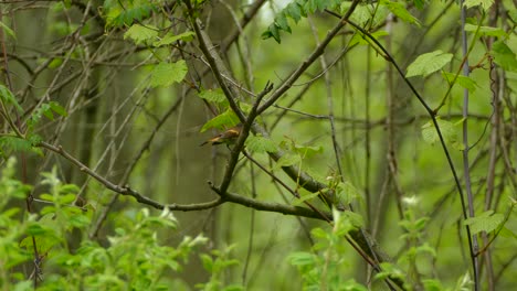 pájaro colirrojo americano posado en una rama mirando ansiosamente a su alrededor en medio del follaje