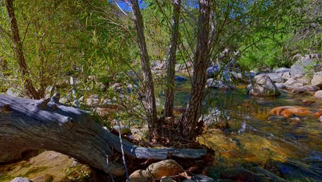 pan right of sabino creek flowing past a weathered log in a forested area, tucson, arizona