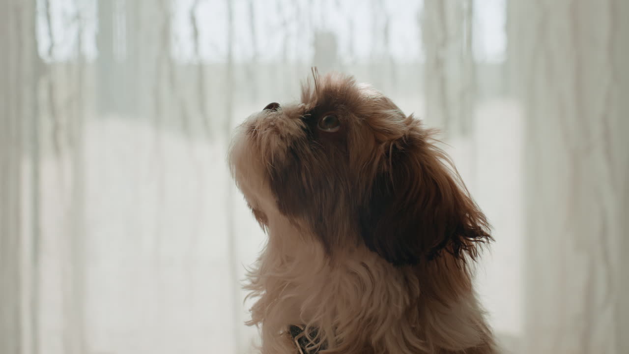 Young Dog Gazes At Treat Approaching Window, Cute Puppy Gazing Intently At Hand Offering Snack By Window, Adorable Young Dog Watches Carefully As Hand Offers Treat Inside Cozy Home