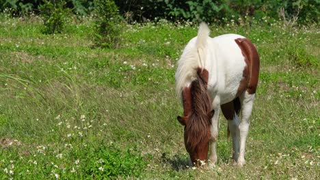 white and brown horse grazing on a grassland at a farmland during a windy day in thailand