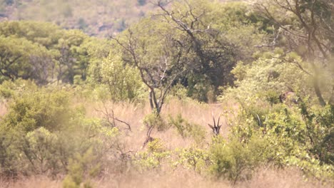 antílopes de sable escondidos en la hierba larga en los matorrales de la sabana africana