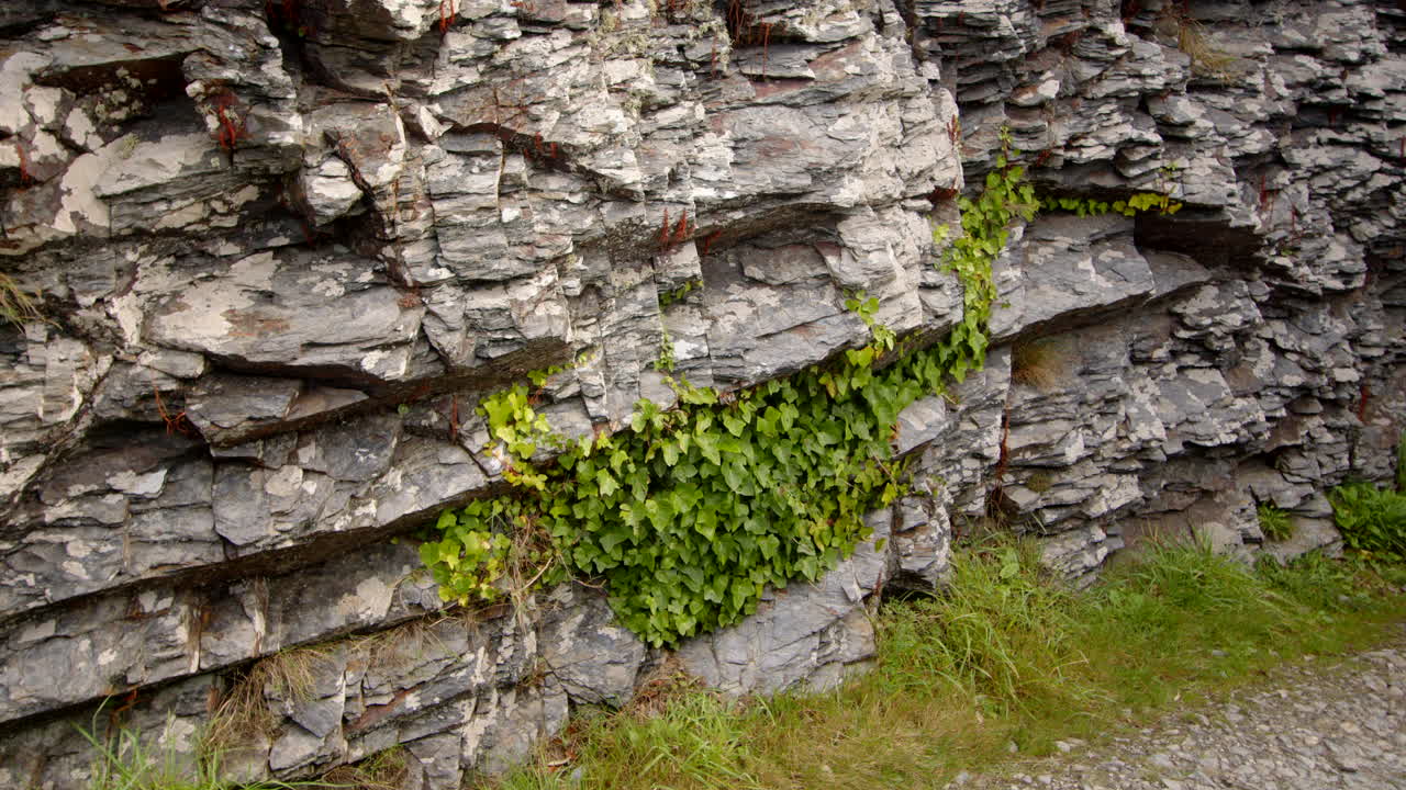 Walk with Ivy growing out of the crevices at Bessy's Cove, The Enys, cornwall