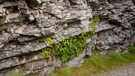 caminar con la hiedra que crece en las grietas de bessie's cove, the enys, cornwall