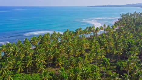 flight over vast palm trees in tropics, stunning turquoise water of caribbean sea