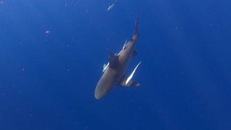 bull shark with remora fish hanging on to fins and tail - wide shot