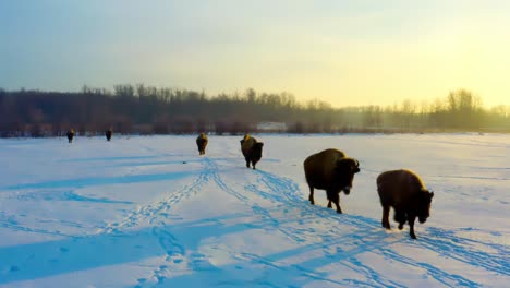 amanecer de invierno temprano en la mañana mientras los búfalos se siguen uno detrás del otro en una manada a través de un camino cubierto de nieve de bisontes maduros con sus crías a través de las llanuras planas del bosque en un primer plano 1-6